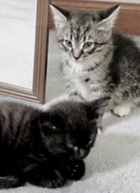 剧情片：萌宠记