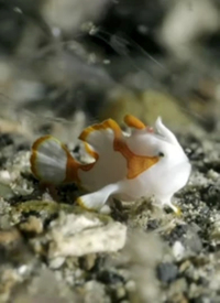 剧情片：海底世界