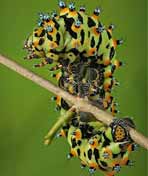 昆虫世界封面图