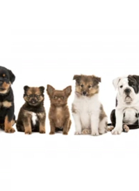 剧情片：家有萌宠