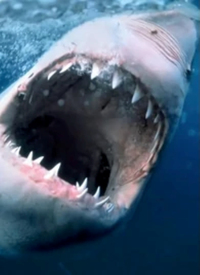 剧情片：海洋捕食者